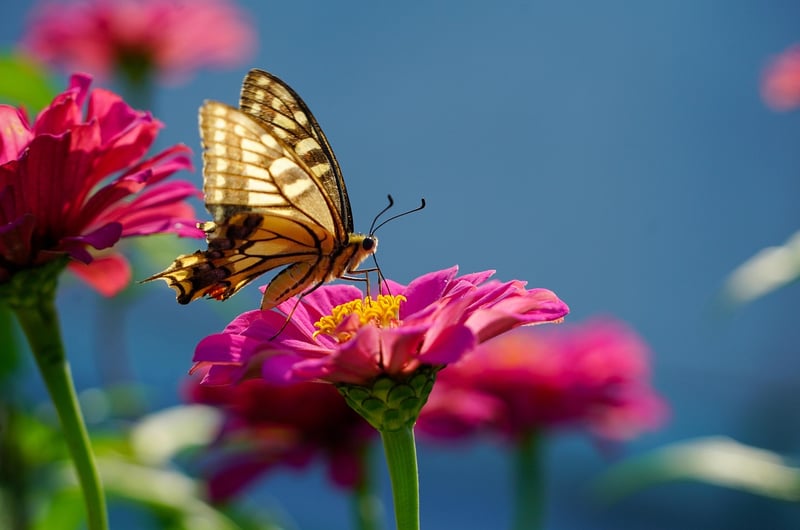 Butterfly effect concept
